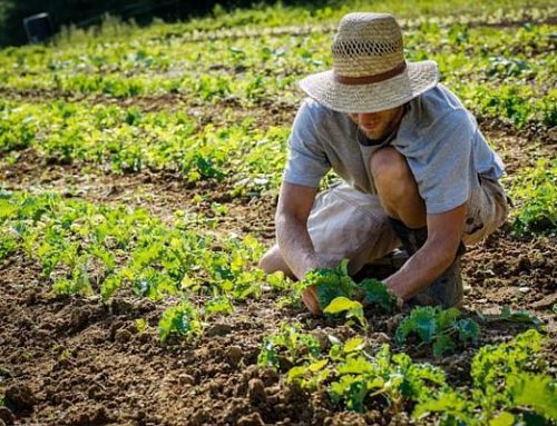 Muncă pentru români, la fermele din străinătate