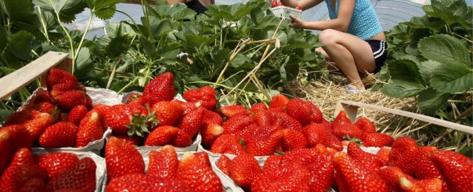 epa01334541 Two Polish harvest workers, Anna (R) and Katarzyna (L), pick strawberries in a greenhouse near Oberkirch, Germany, 5 May 2008. The first German greenhouse strawberries were picked approximately two weeks ahead of the ones grown outdoor.  EPA/ROLF HAID